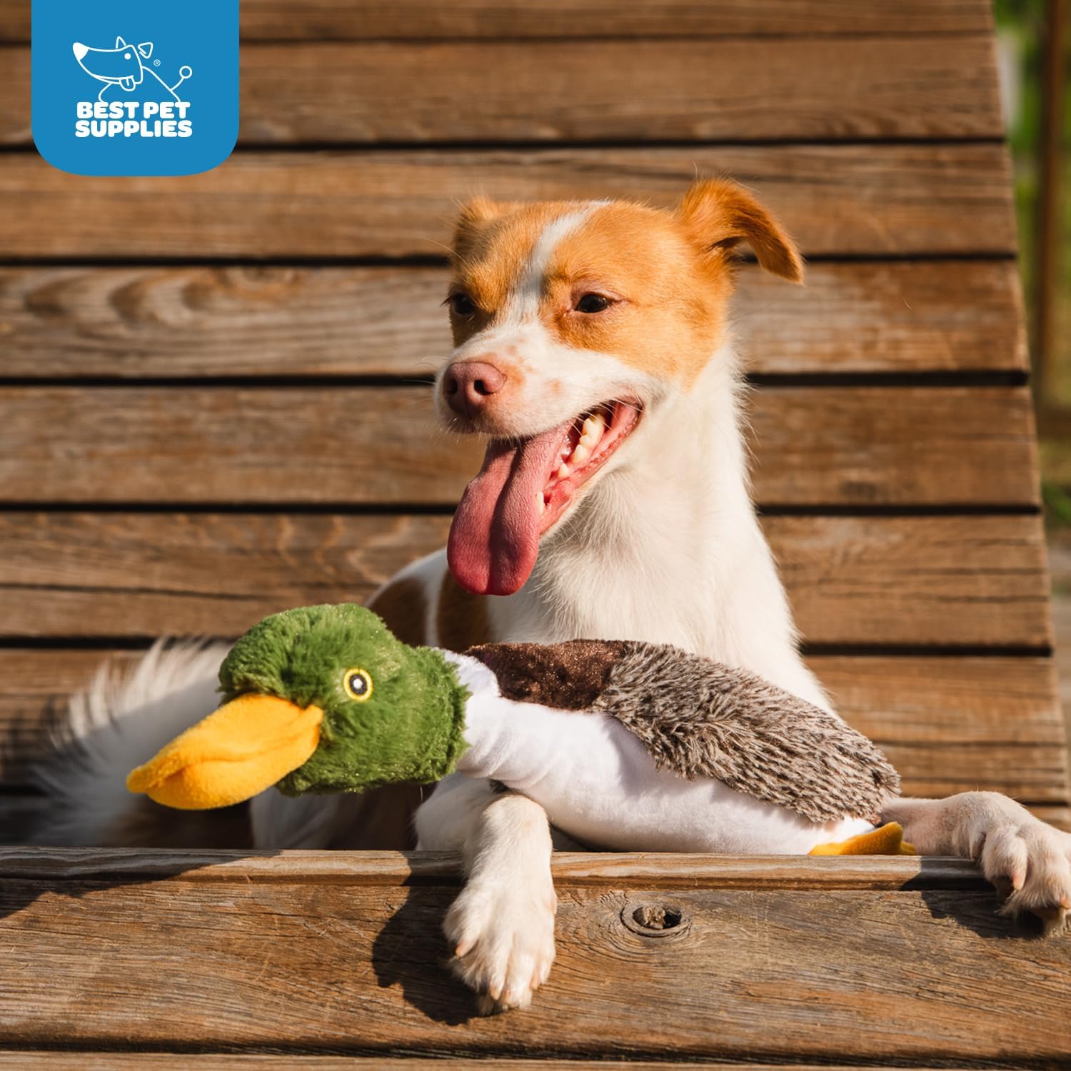 Best Pet Supplies Interactive Squeaky Dog Chew Toy, Ideal Dog Toys for Chewers, Small, Medium & Large Dogs, and Fetch Lovers - Crinkle Chicken (Brown), Large