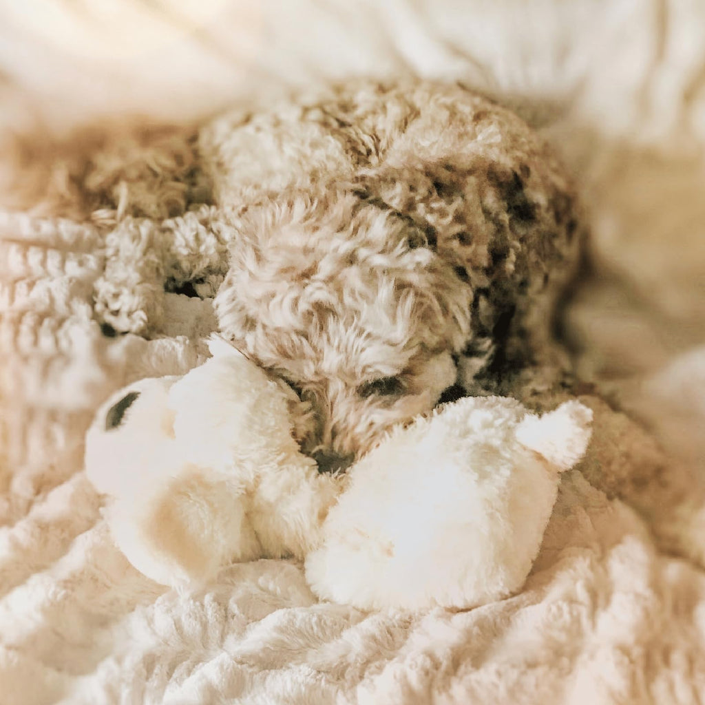 Snuggle Puppy Original Heartbeat Puppy Toy with Real-Feel Pulse & Heat Pack, Calming Sleep Aid for Puppy Anxiety, Crate Training, First Nights & New Puppy Transition - Biscuit