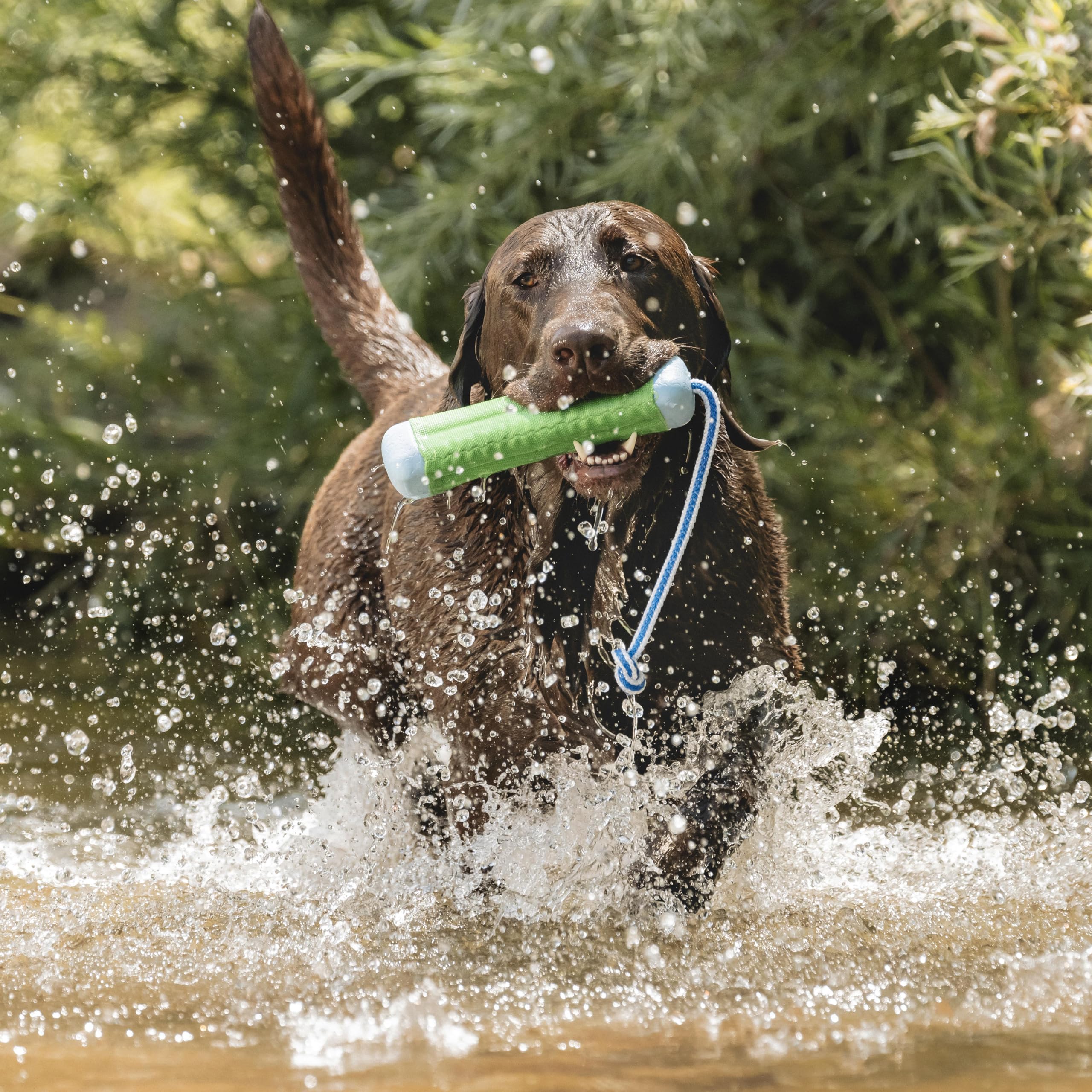 Chuckit! Amphibious Bumper Floating Fetch Dog Toy – High-Visibility Water Toy